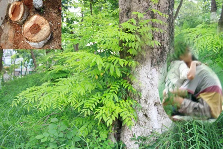 Giả tình nhân ôm nhau dưới gốc cây để...cưa trộm sưa