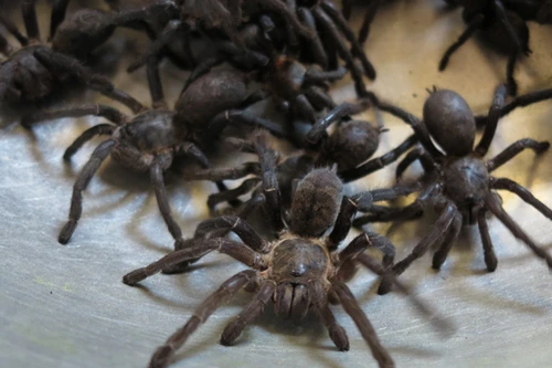 Nổi da gà với món… nhện chiên