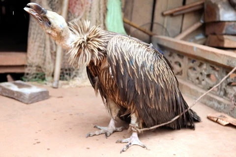 Xuất hiện chim lạ trọc đầu bên hồ sông Đà