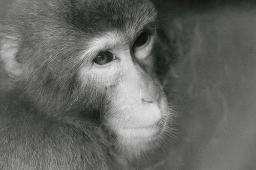 Giáp mặt con khỉ Thái giám (P2)