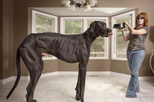 Con chó cao nhất thế giới kiễng chân tới 2,2m