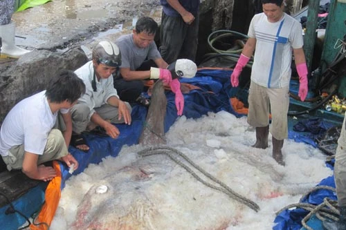 Bắt được đôi cá Mặt trăng khổng lồ, ngoài khơi Vịnh Bắc Bộ 