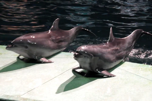 Màn biểu diễn ấn tượng của cá heo Hạ Long