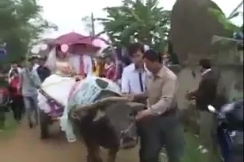 Độc đáo hơn các đại gia: Đám cưới rước dâu bằng xe trâu