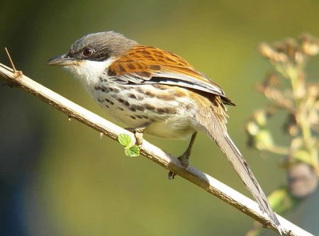 Tình cờ chụp được chim quý nhất thế giới ở Việt Nam