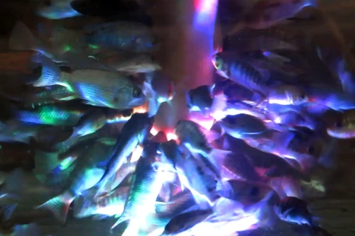 Sởn gai ốc xem cảnh: Bầy cá bu đen, rỉa rói chân người