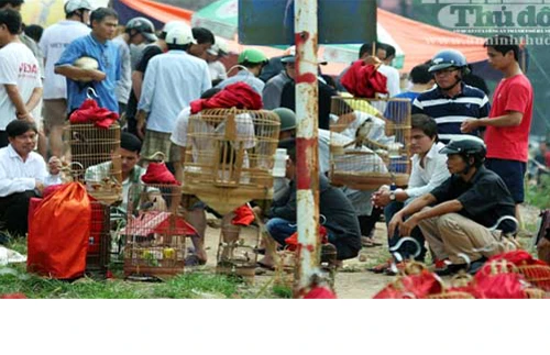 “Chợ chim 373 tỷ đồng" trên những căn nhà bỏ trống