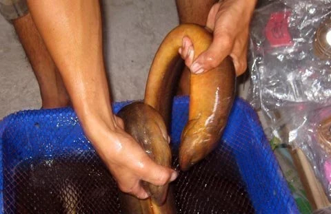 Về U Minh Hạ, xem cặp lươn khổng lồ