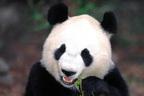 Huấn luyện gấu trúc trước mùa giao phối