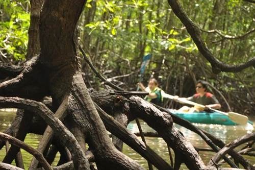 Trồng 20.000 cây sú, vẹt tại phường Hà Phong