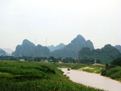 Rộ tin đồn: lâm tặc đốn hạ cây huê giá 200 tỉ đồng