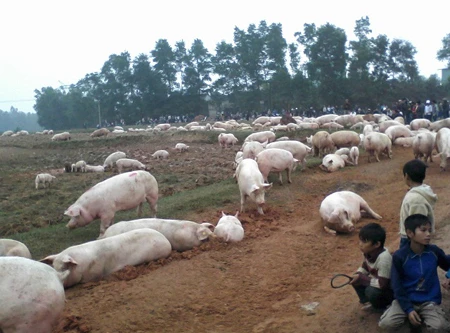 Dân bao vây trại lợn ô nhiễm, thả hàng nghìn con lợn ra đồng