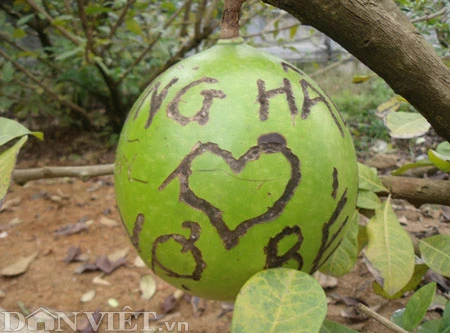 1001 cách tỏ tình... nham nhở trên đào tiên ở chùa Bái Đính