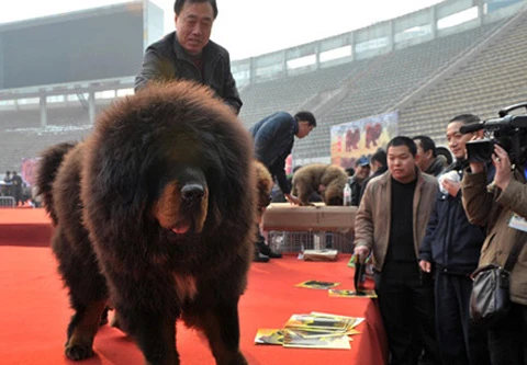 Ngao Tạng 100 kg... giá 99 tỷ đồng