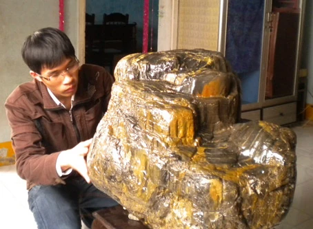 Kéo nhau đi xem gốc cây hóa thạch hàng ngàn năm tuổi