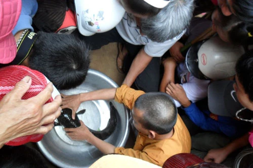 Đổ xô xem cá lóc nổi chữ trên đầu	