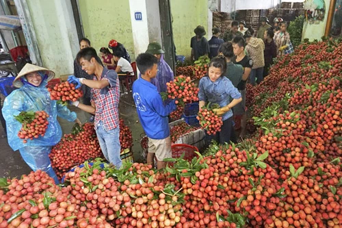 Tính kế lâu dài cho quả vải Việt Nam