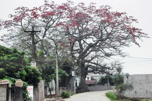 "Hồi sinh" 2 cây gạo 300 tuổi