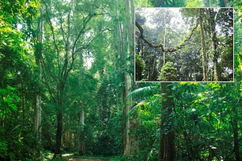 Kỳ bí lời nguyền ở khu rừng trên cao nguyên