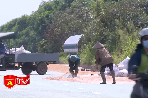 Mất an toàn giao thông từ việc phơi thóc lúa tùy tiện trên đường quốc lộ