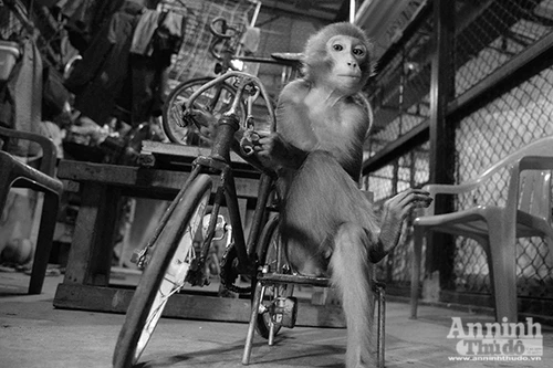 Năm Thân gặp gỡ những chú khỉ mang niềm vui cho mọi người