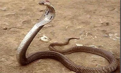 Điên tiết, cắn rắn hổ mang đến chết