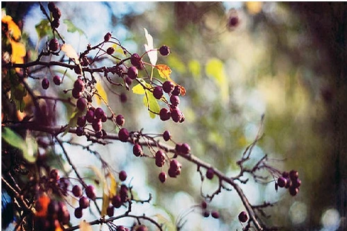 Ăn quả berry dại, thầy tu lạc đường trong tình trạng nude