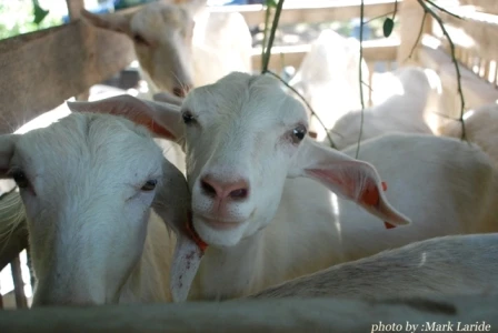 Bố nuôi dê trên sân thượng để lấy sữa cho con uống