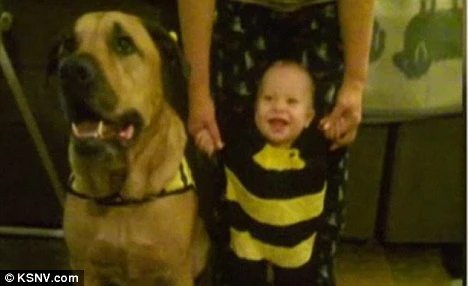 Bé trai bị chó cắn chết vào đúng ngày sinh nhật 1 tuổi