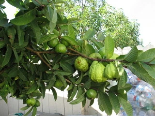 Bị vợ “cắm sừng”, chán đời bỏ lên cây sống