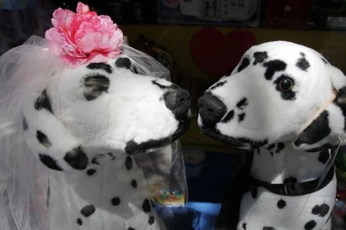 Chi 250.000 USD làm đám cưới siêu sang cho... chó