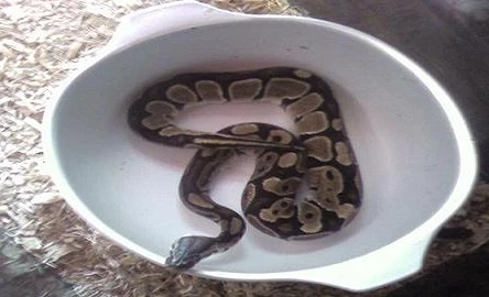 Rợn người cảnh trăn tấn công bé trai 1 tuổi