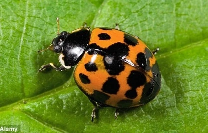 Bọ rùa làm tổ trong tai 3 năm mà không phát hiện ra