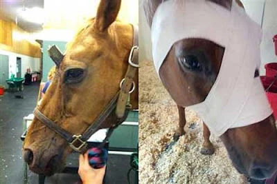 Chú ngựa bị “phù phép” với chiếc "sừng" gỗ
