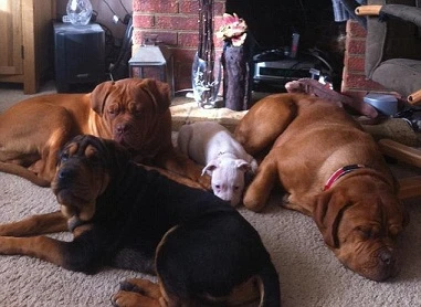 Kinh hãi bà lão 71 tuổi bị đàn chó tấn công đến chết