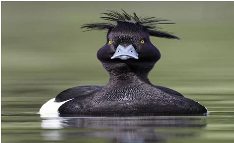 Kì quặc: Quan hệ tình dục với...vịt