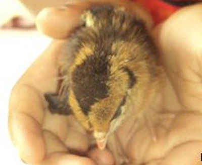 Thay vì đẻ trứng, gà mái lại… đẻ ra con