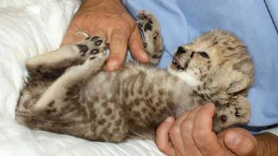 Báo đốm sinh con tại vườn thú BaLan