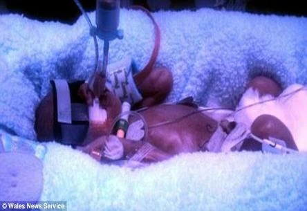 Cậu bé nặng 0,5 kg “chiến thắng” tử thần