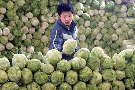 Rau cải thảo Trung Quốc được phun formaldehyde để tươi lâu 