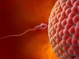 Cần bao nhiêu tinh trùng để thụ thai?