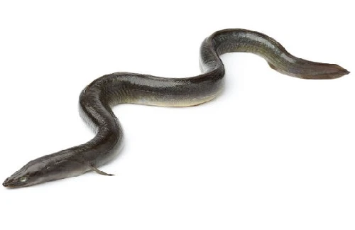 Kinh hoàng: Lươn “tá túc” trong cơ thể người