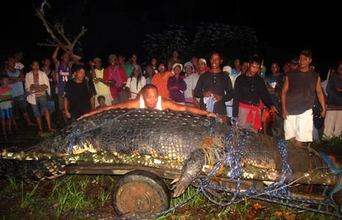 Cá sấu sát thủ lớn nhất thế giới bị sa lưới