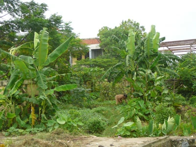 Những loại đất liền kề nào được chuyển thành đất ở 