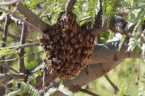 800.000 con “ong sát thủ” giết chết một người làm vườn ở Mỹ