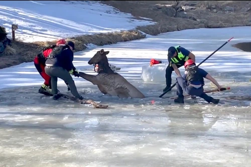 Lính cứu hỏa giải cứu con nai sừng tấm mắc kẹt dưới hồ băng