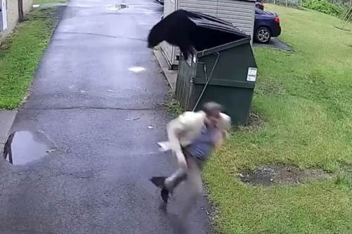 Hiệu trưởng trường tiểu học bất ngờ chạm trán gấu đen