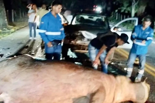 Hà mã của trùm ma túy khét tiếng Pablo Escobar bị ô tô tông chết