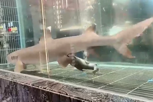 Thực khách sửng sốt trước cảnh cá mập đẻ 3 cá con trong bể kính nhà hàng 