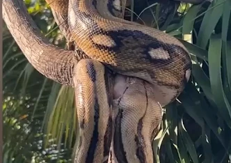 Hãi hùng cảnh con trăn dài 3m nuốt chửng con mồi trên cây